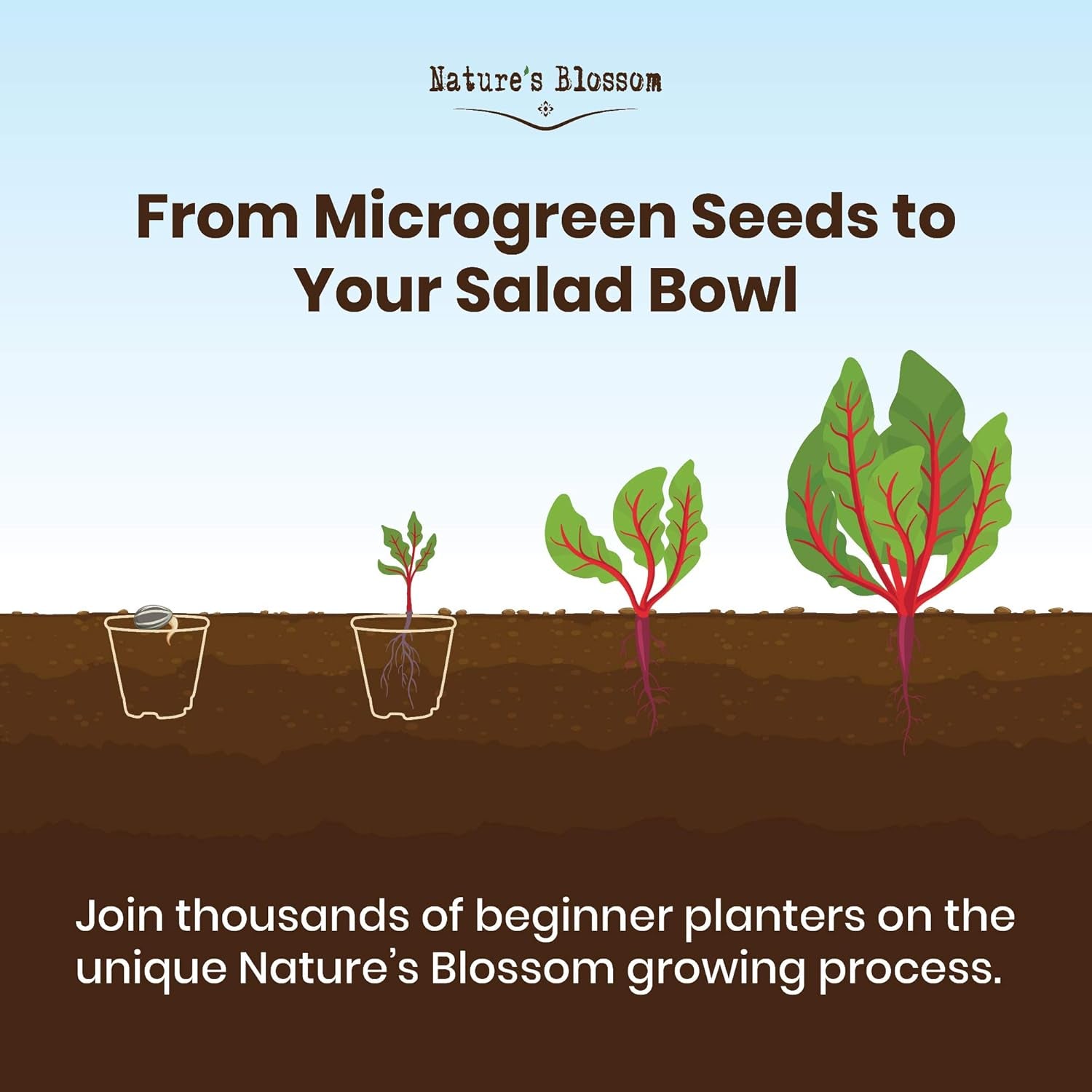 Nature’S Blossom Microgreens Sprouting Kit – Outdoor & Indoor Herb Garden W/Arugula, Basil, Beets, and Chard Seeds – Gardening Gifts