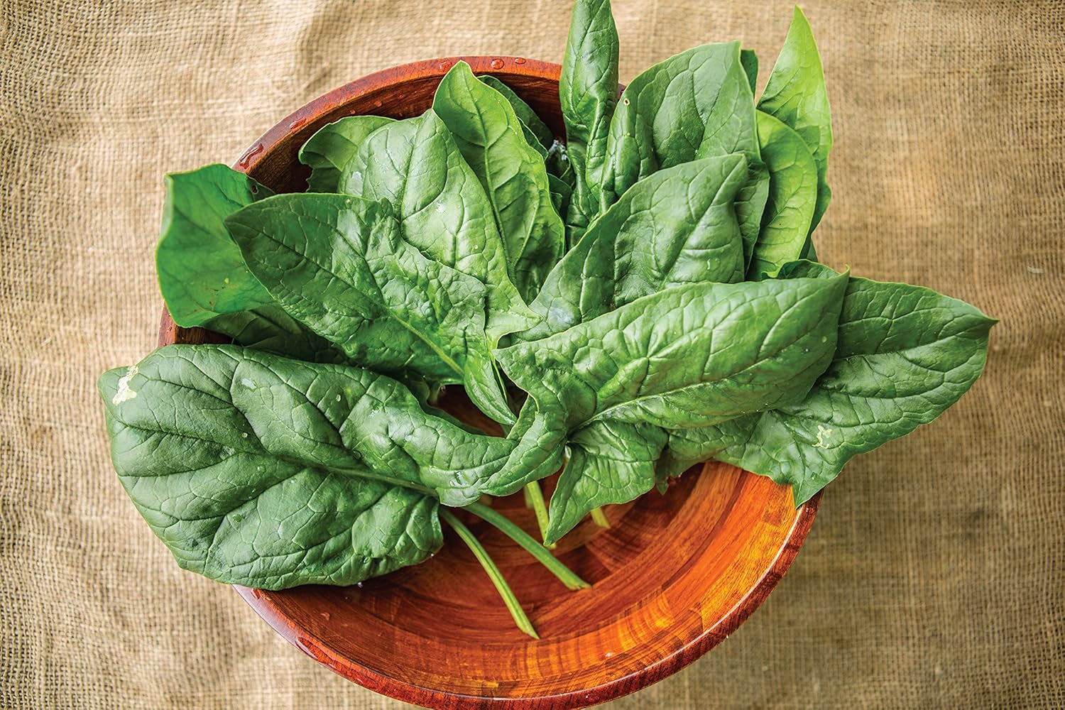 a La Carte Hybrid Spinach Seeds 300 Seeds