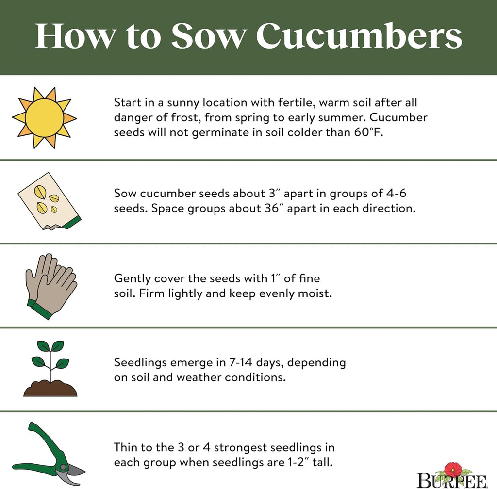 'Armenian' Cucumber Seeds, 100 Non-Gmo Seeds, Heirloom