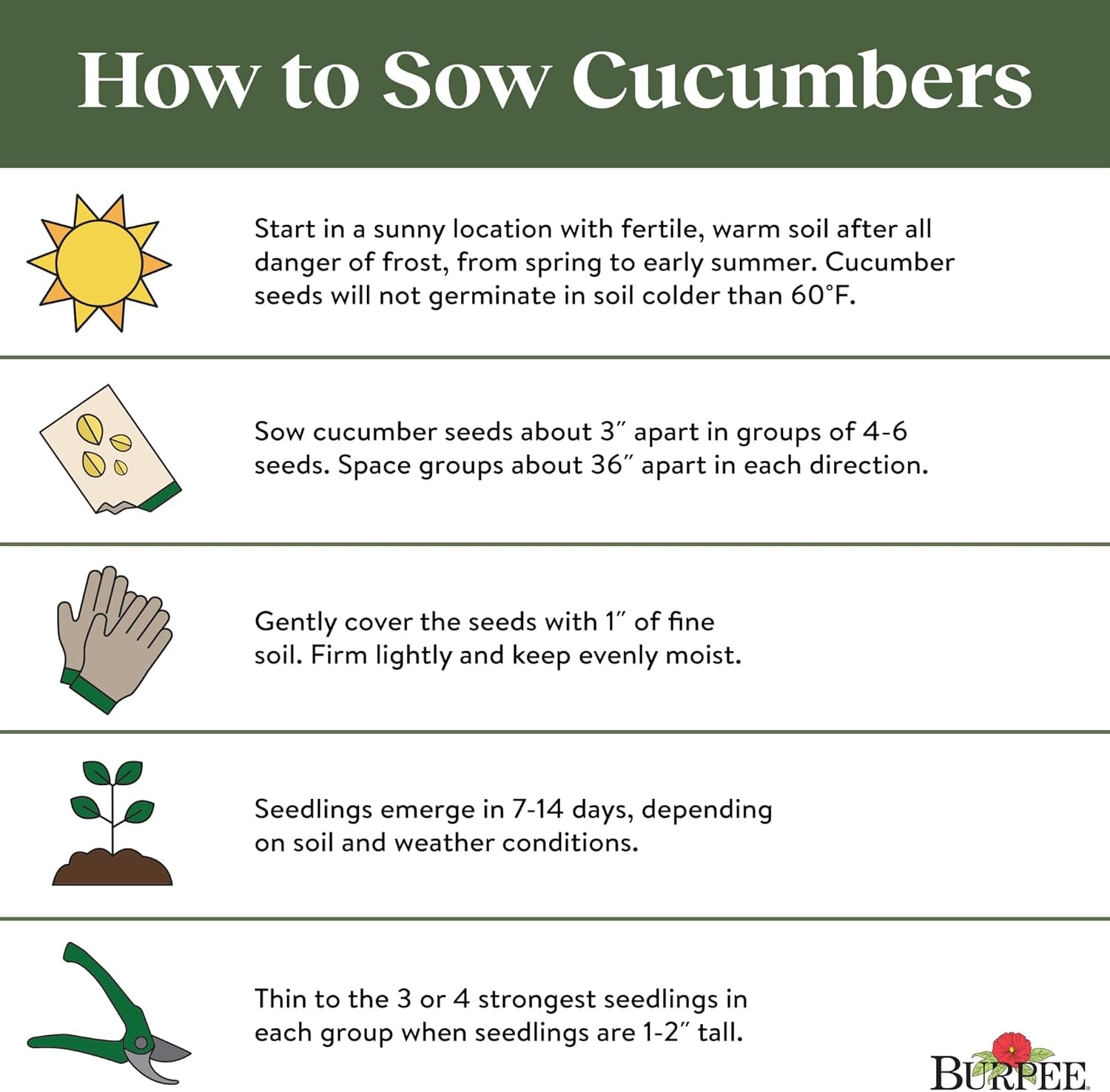 'Armenian' Cucumber Seeds, 100 Non-Gmo Seeds, Heirloom