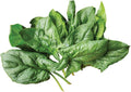 a La Carte Hybrid Spinach Seeds 300 Seeds