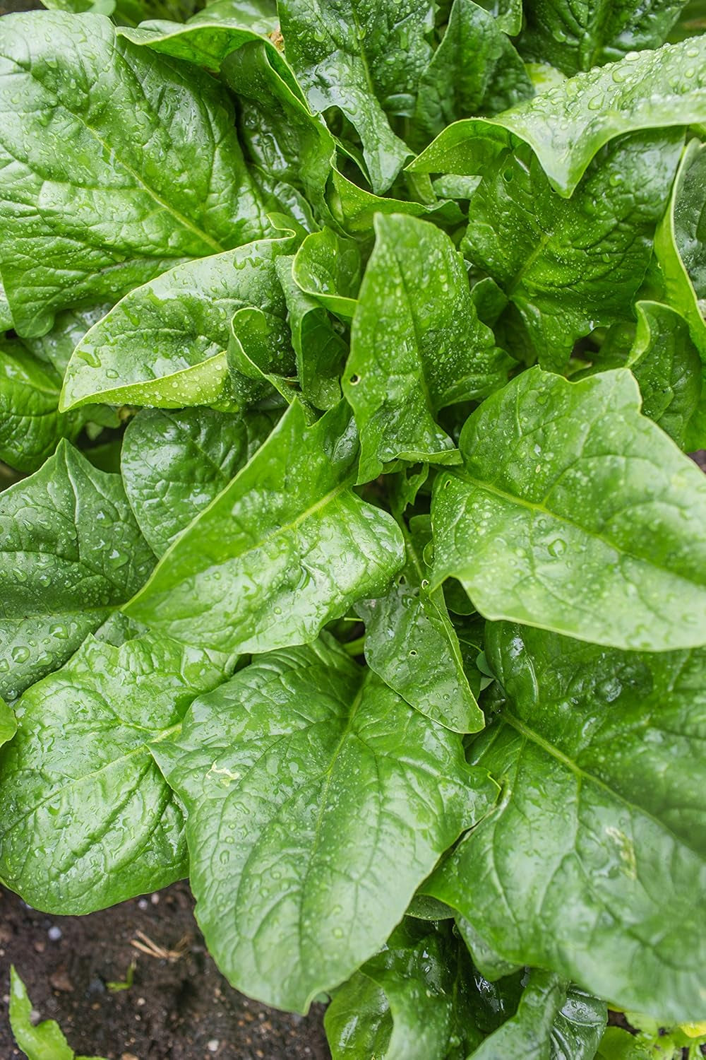 a La Carte Hybrid Spinach Seeds 300 Seeds