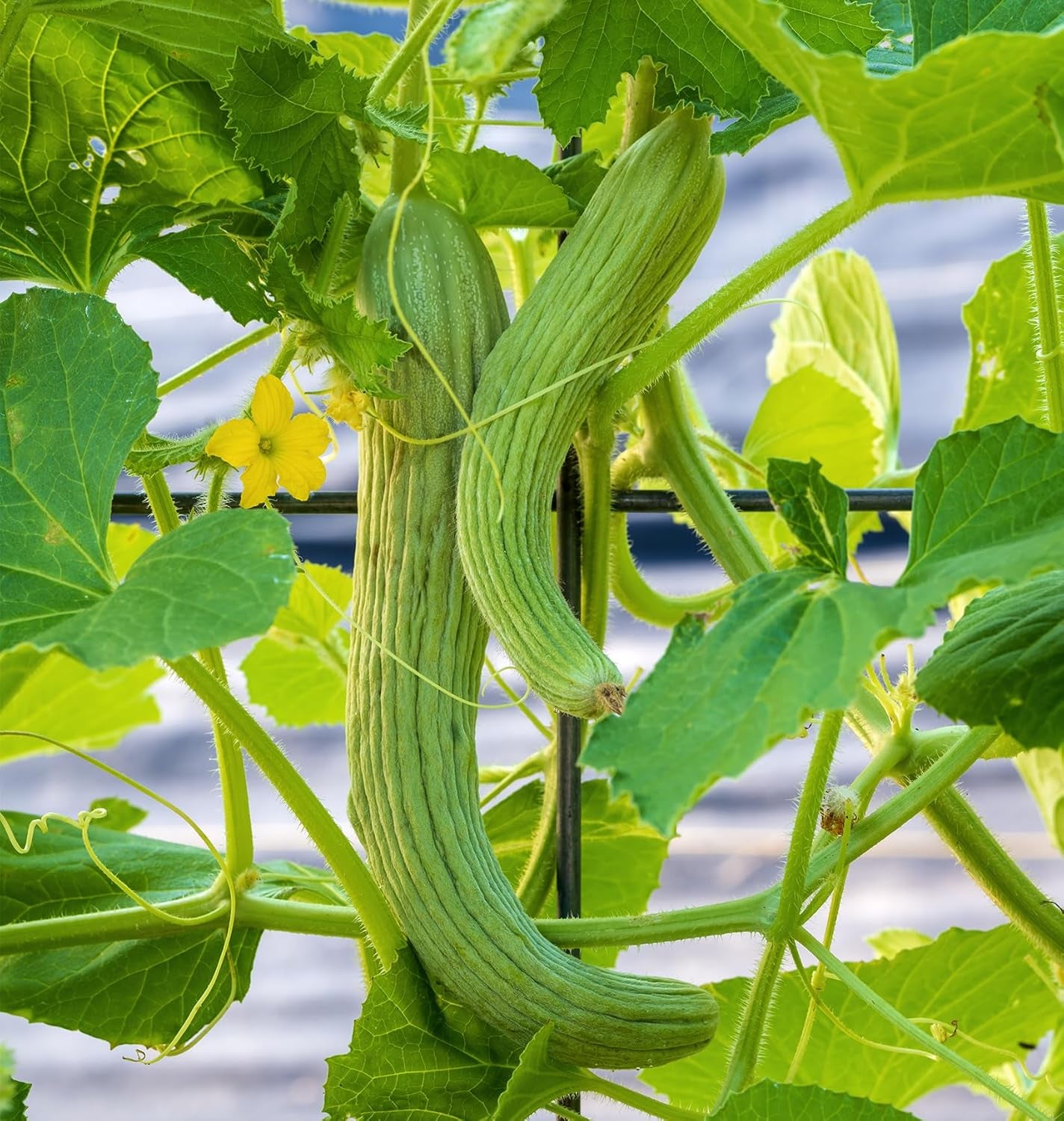 'Armenian' Cucumber Seeds, 100 Non-Gmo Seeds, Heirloom